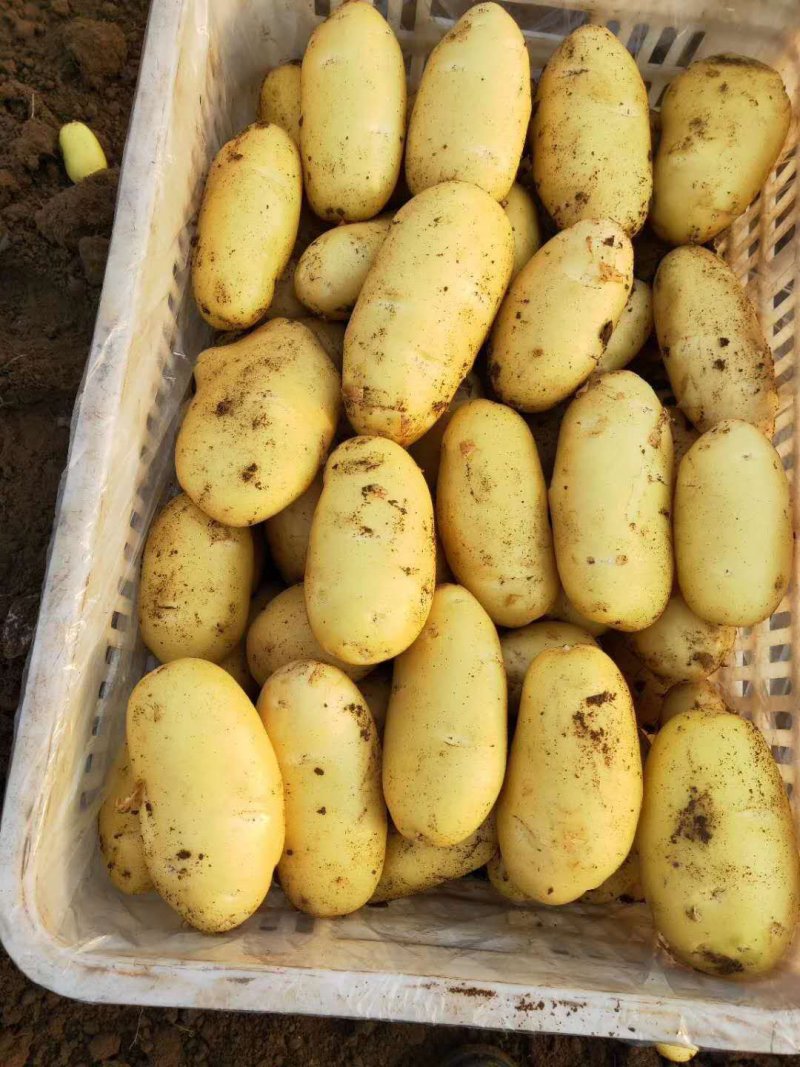 大量供应荷兰十五土豆
