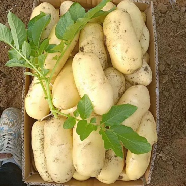 大量供应荷兰十五土豆
