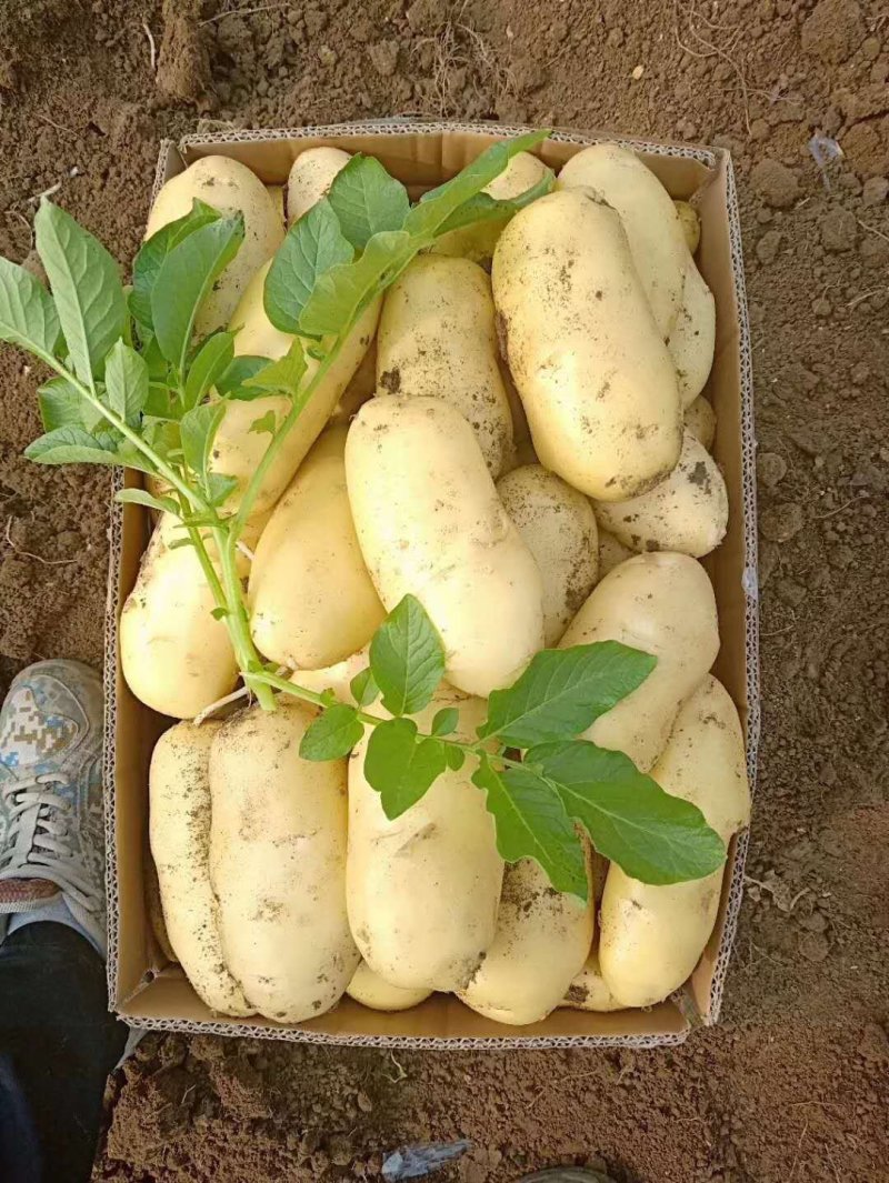 大量供应荷兰十五土豆