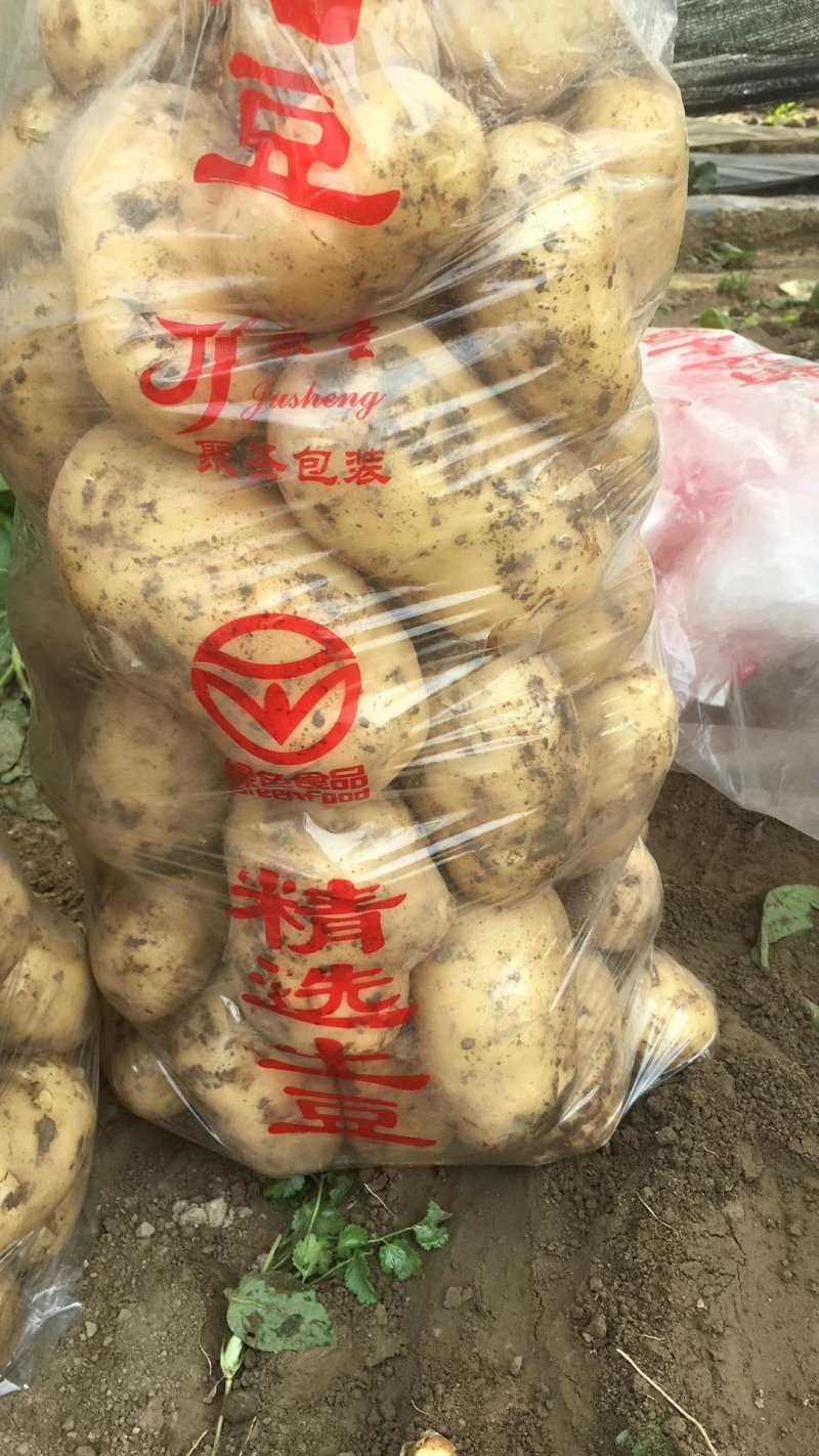 大量供应荷兰十五土豆