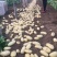 大量供应荷兰十五土豆