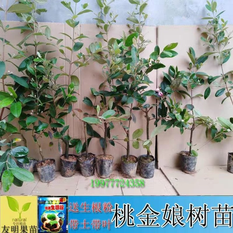 新品种桃金娘树苗山念子苗可泡酒的念果当年结果适合盆栽包售