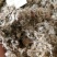 雪莲花干货西藏特产藏雪莲实拍图一公斤起包邮