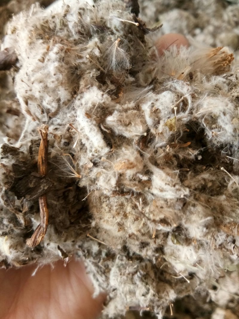 雪莲花干货西藏特产藏雪莲实拍图一公斤起包邮