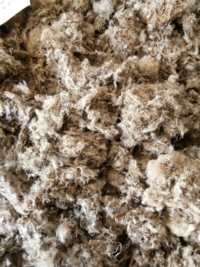 雪莲花干货西藏特产藏雪莲实拍图一公斤起包邮