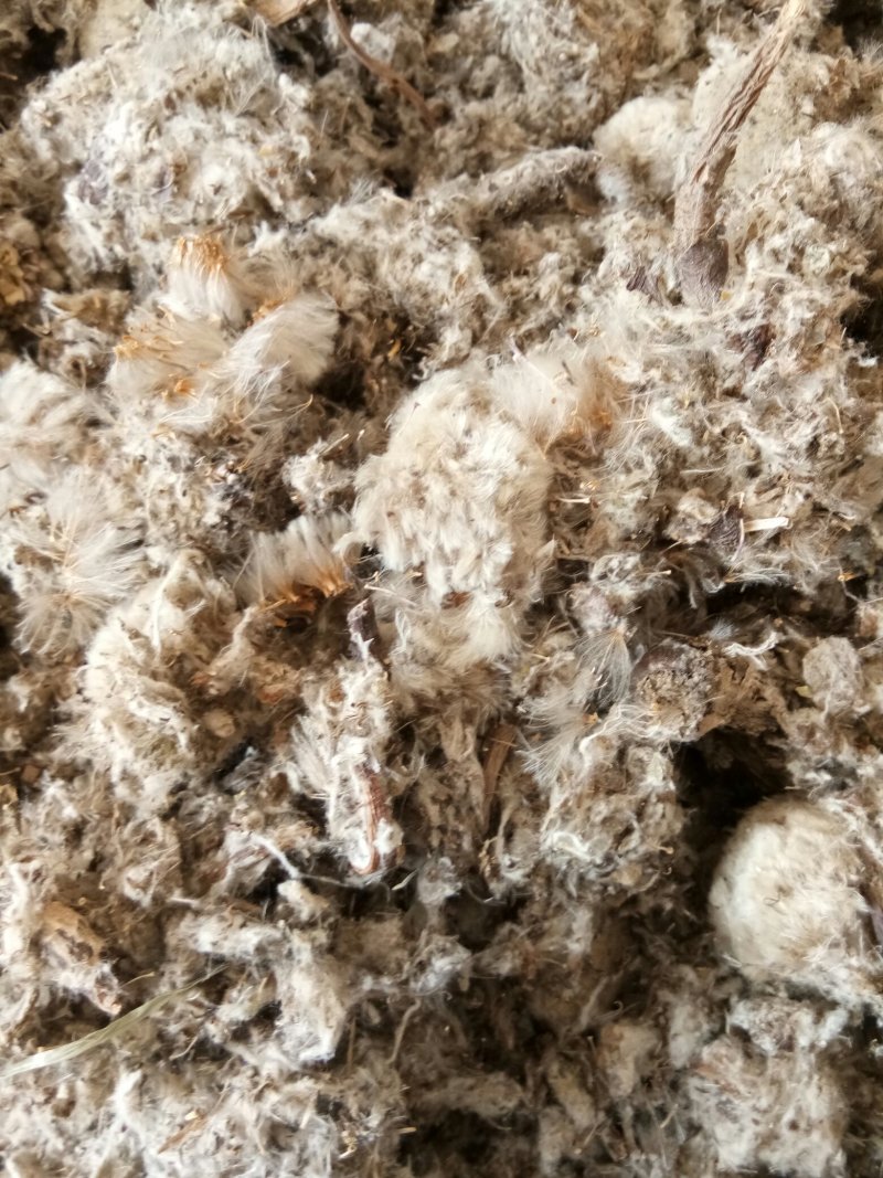 雪莲花干货西藏特产藏雪莲实拍图一公斤起包邮