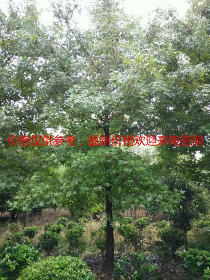 常年批发供应枫香价格优惠，规格有8公分，10公分