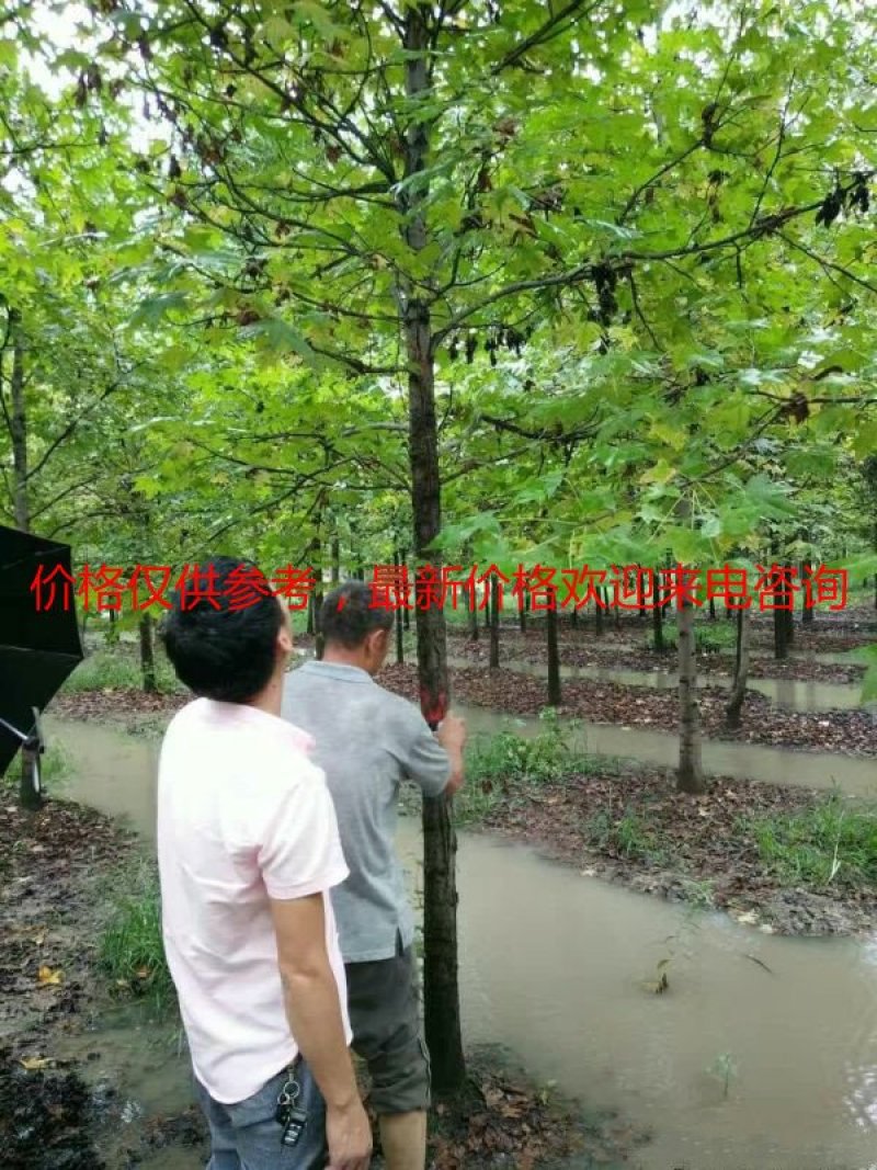 常年批发供应枫香价格优惠，规格有8公分，10公分