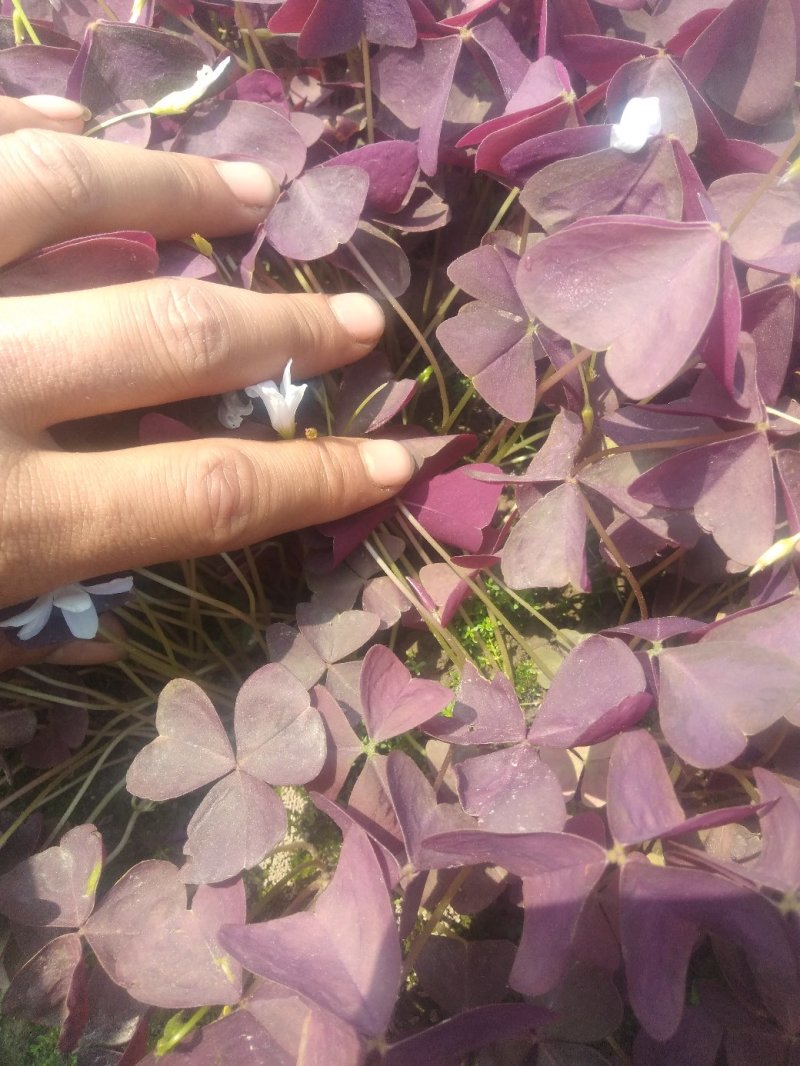 紫叶酢酱草！农户价（数量足，价格优.质量好）欢迎各位老板