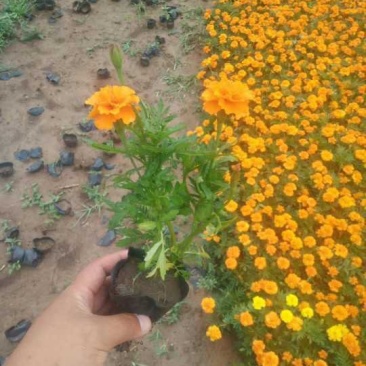 孔雀草