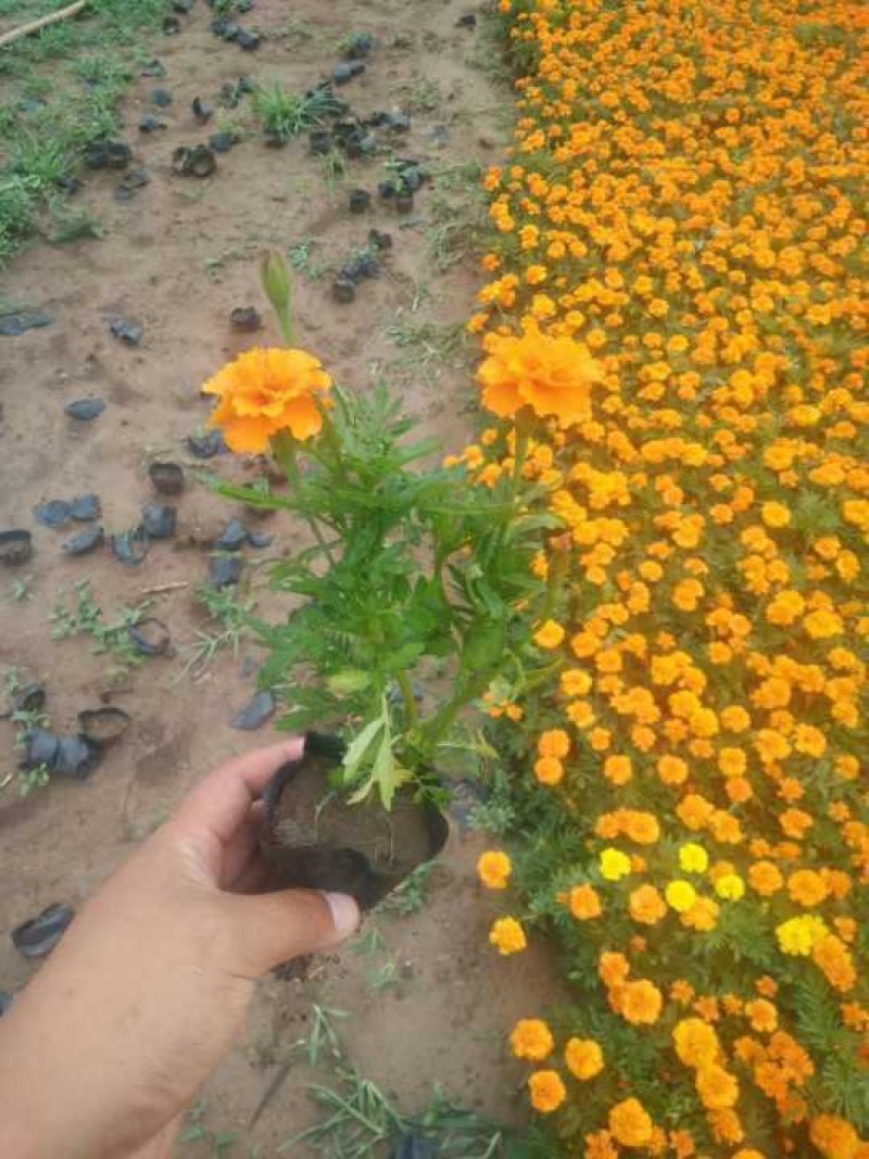 孔雀草