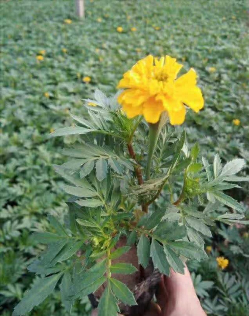 孔雀草