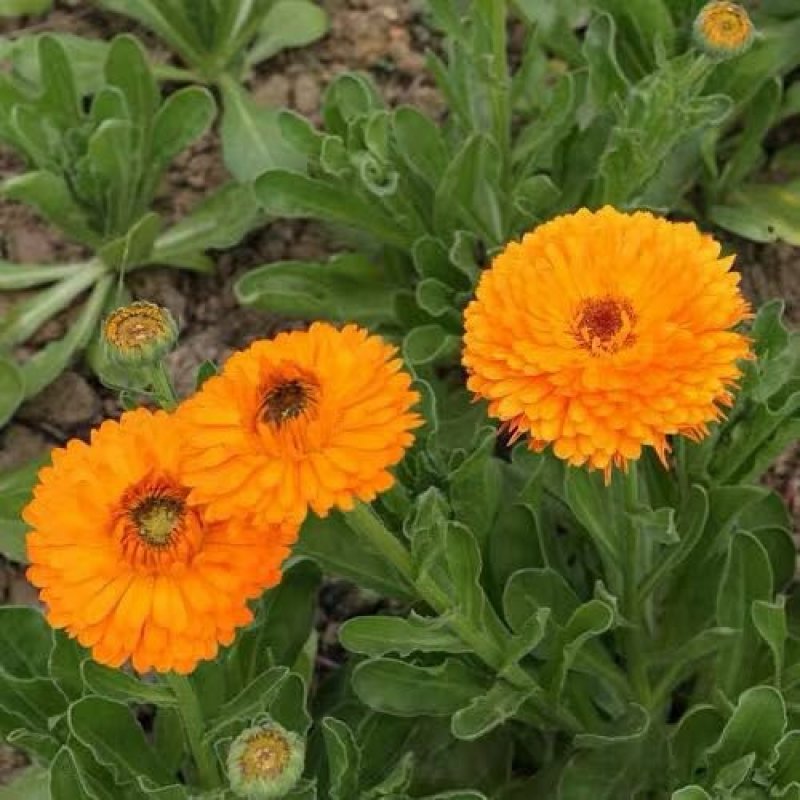 金盏菊种子四季花种子四季花海种子新种高发芽率包邮