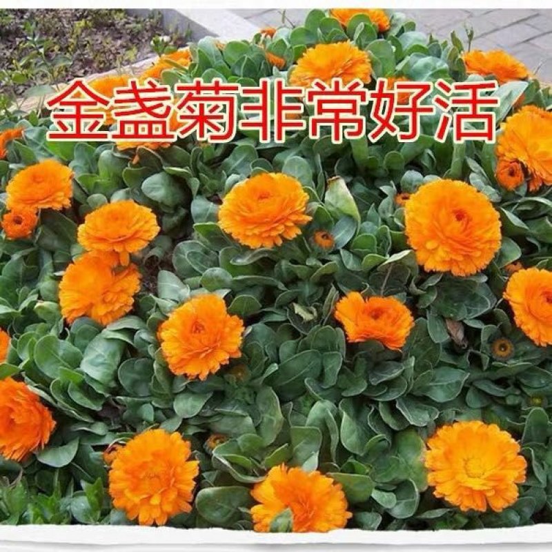 金盏菊种子四季花种子四季花海种子新种高发芽率包邮