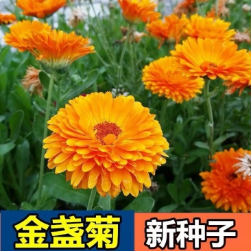 金盏菊种子四季花种子四季花海种子新种高发芽率包邮