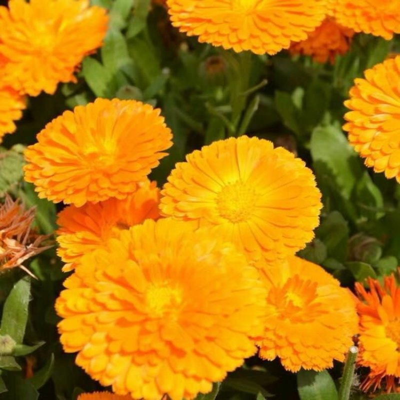 金盏菊种子四季花种子四季花海种子新种高发芽率包邮
