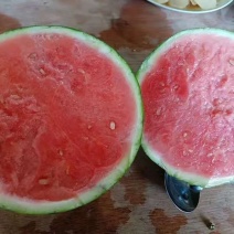 河南夏邑麒麟西瓜上市，美都7118424现摘现发