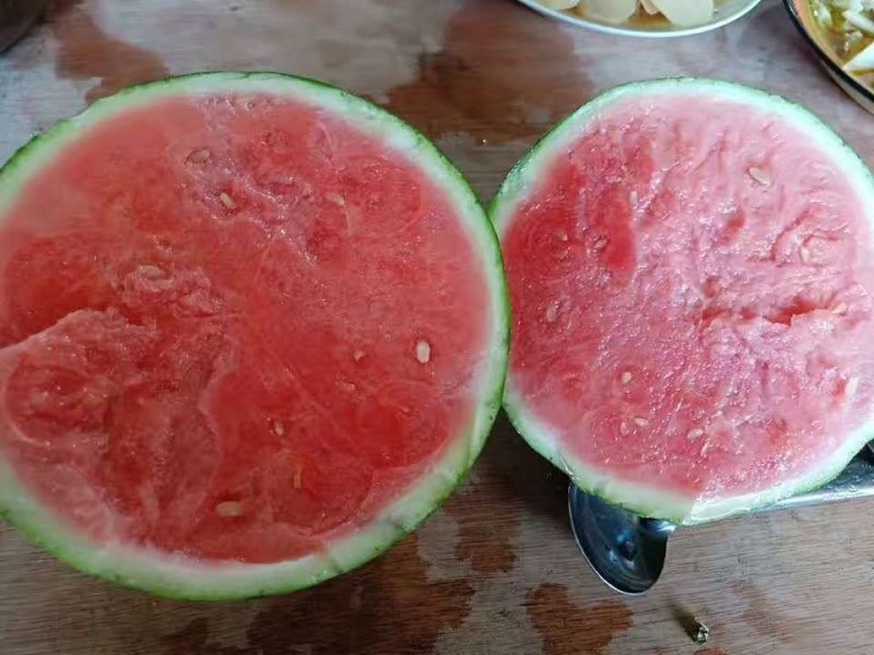 河南夏邑麒麟西瓜上市，美都7118424现摘现发