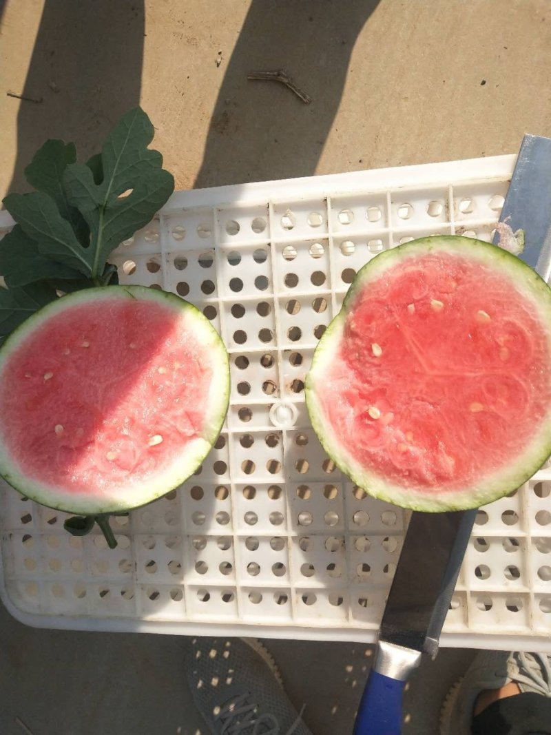 河南夏邑麒麟西瓜上市，美都7118424现摘现发