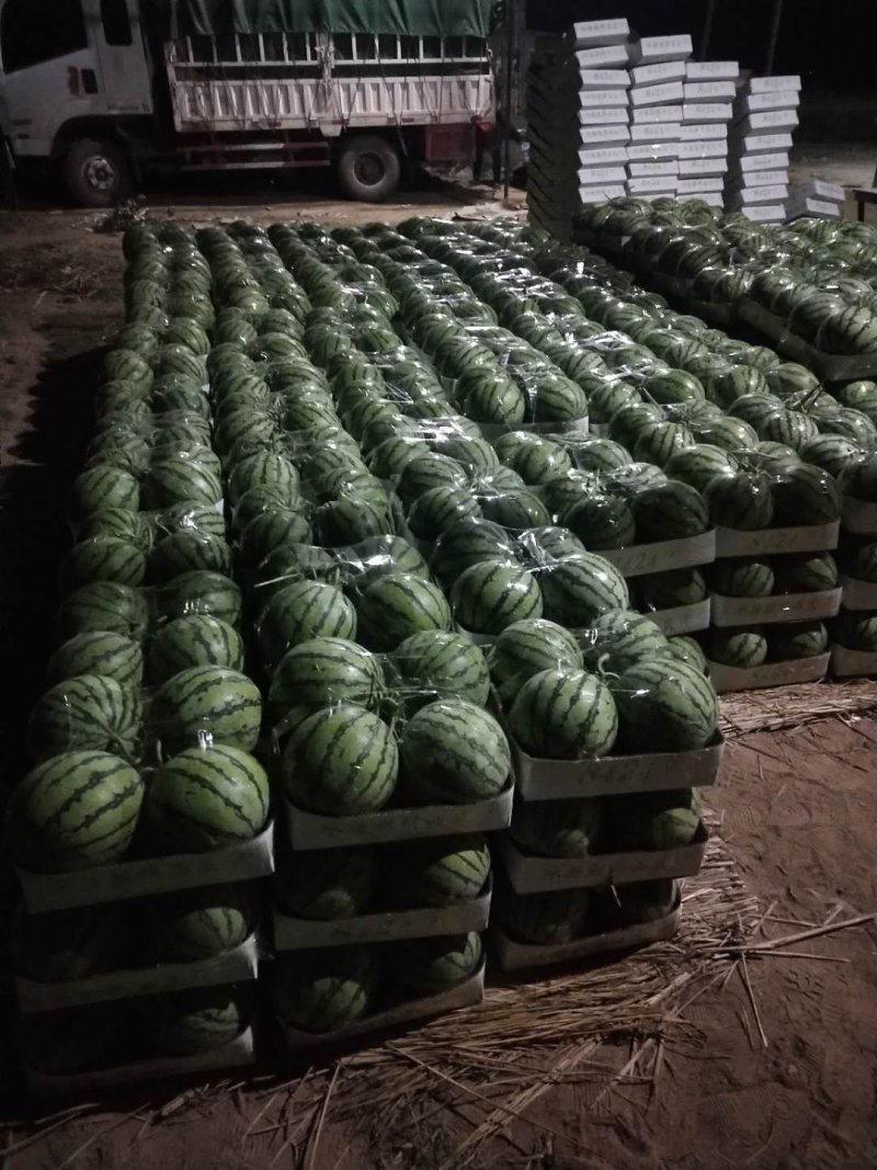 河南夏邑麒麟西瓜上市，美都7118424现摘现发