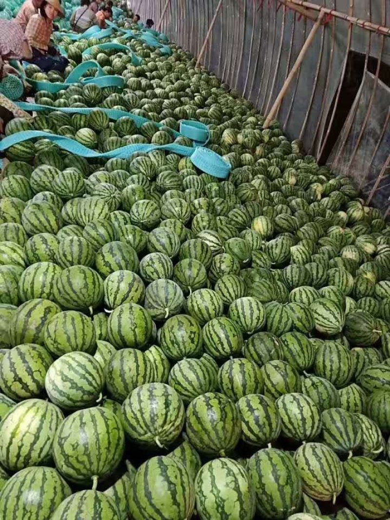 河南夏邑麒麟西瓜上市，美都7118424现摘现发