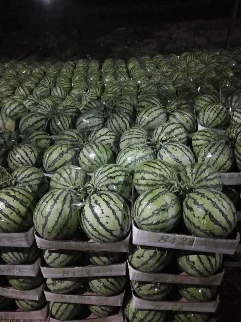 河南夏邑麒麟西瓜上市，美都7118424现摘现发