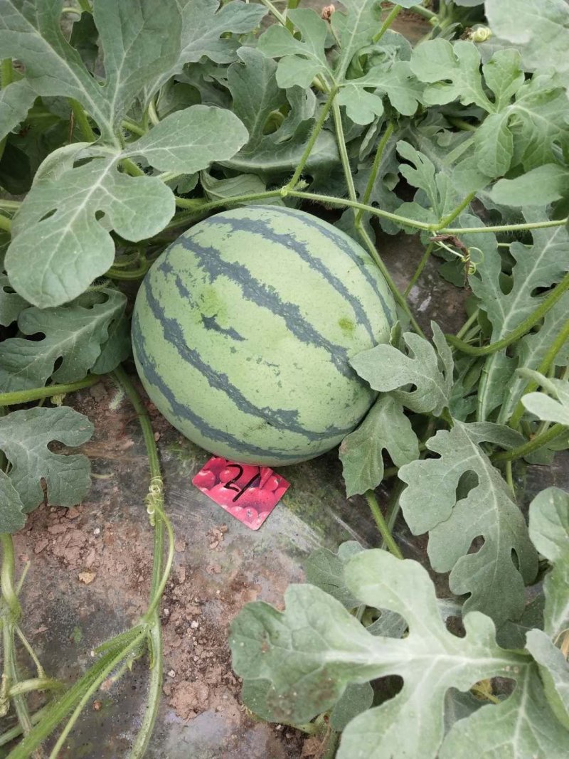 河南夏邑麒麟西瓜上市，美都7118424现摘现发