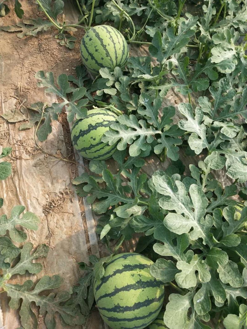 河南夏邑麒麟西瓜上市，美都7118424现摘现发
