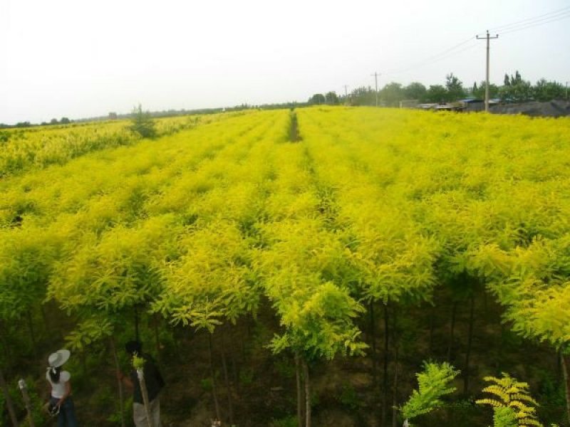 常年批发供应黄金槐价格优惠沭阳黄金槐基地大量销售中
