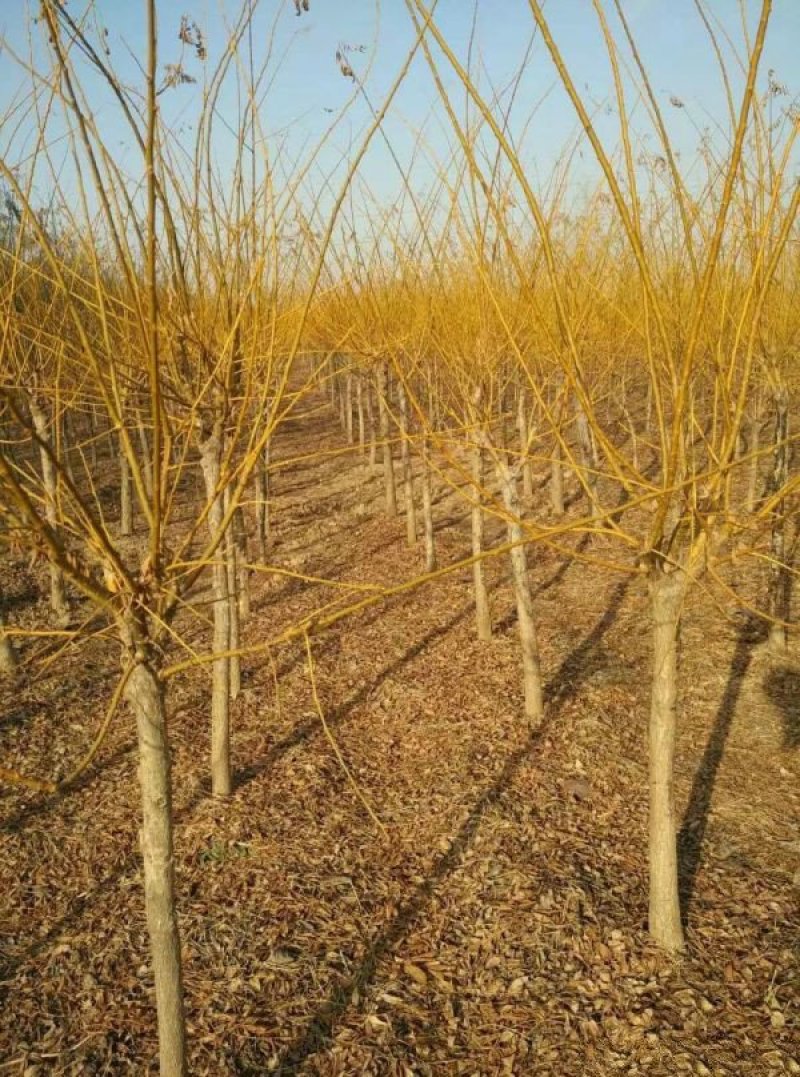 常年批发供应黄金槐价格优惠沭阳黄金槐基地大量销售中