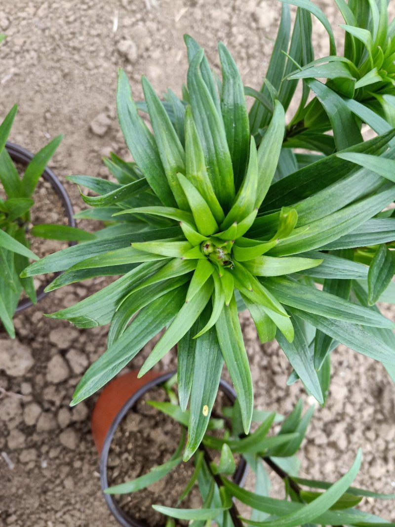 观赏百合花