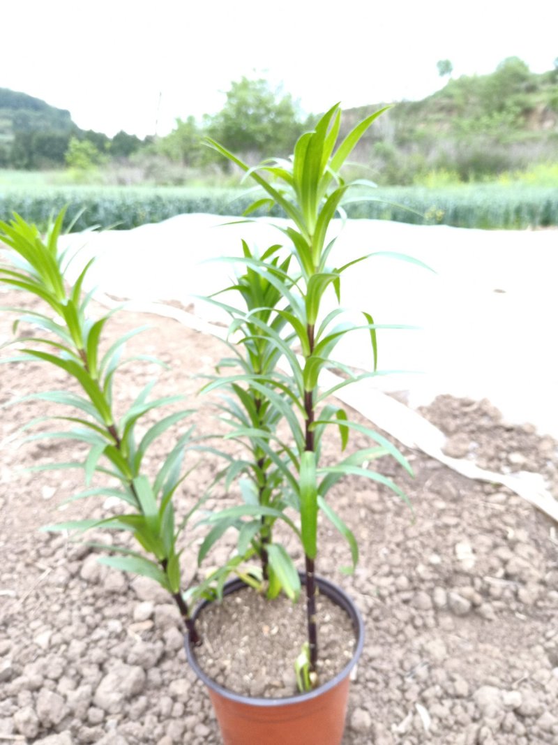 观赏百合花