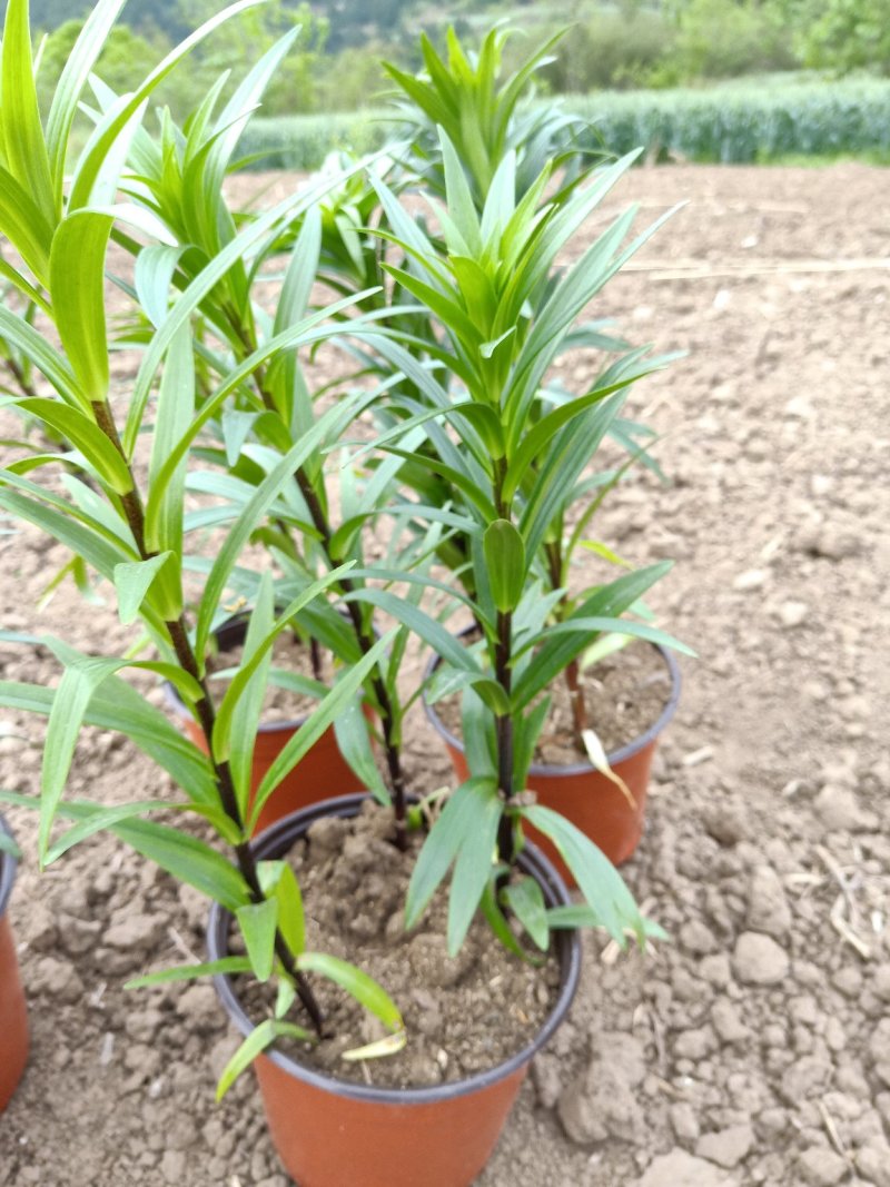 观赏百合花