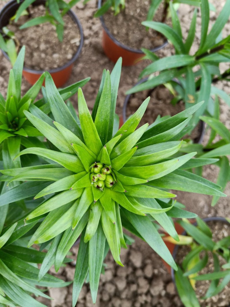 观赏百合花
