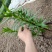 观赏百合花
