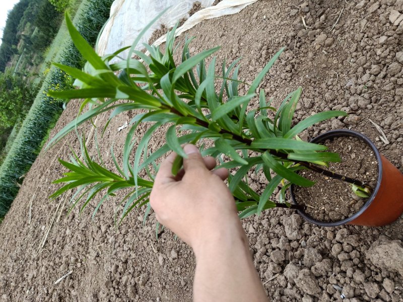观赏百合花