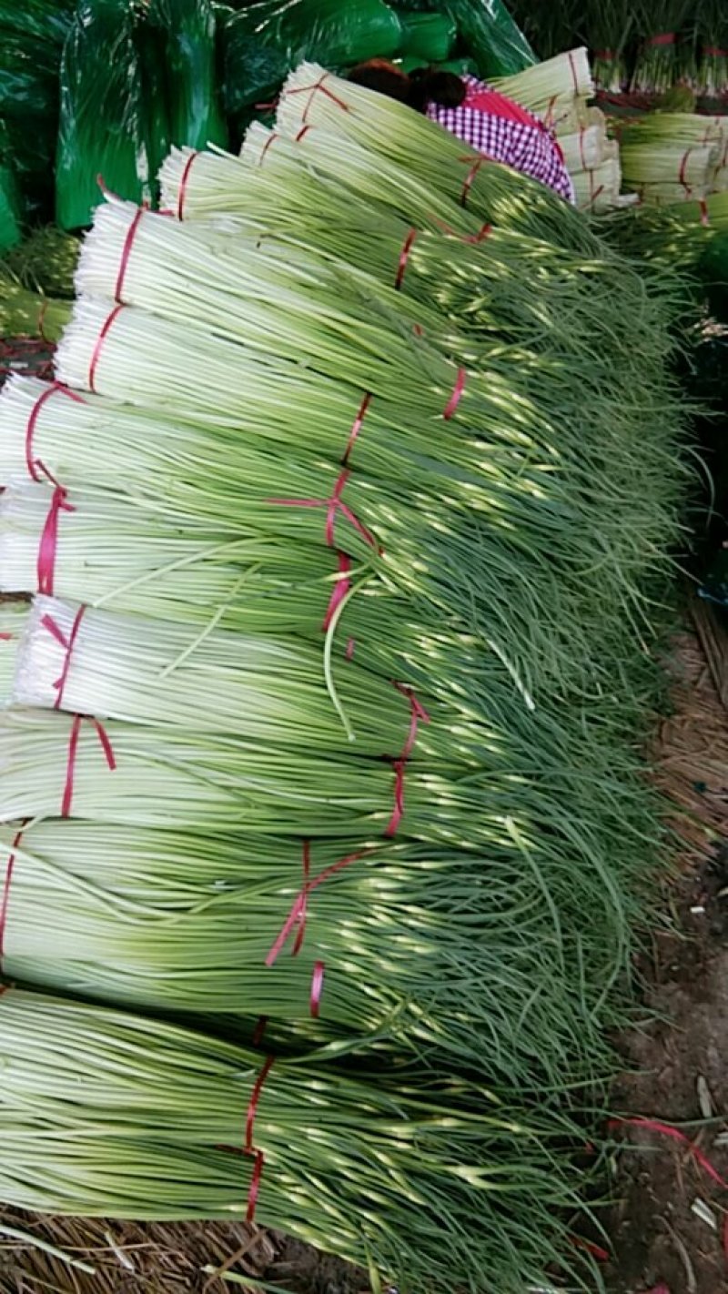 蒜薹
