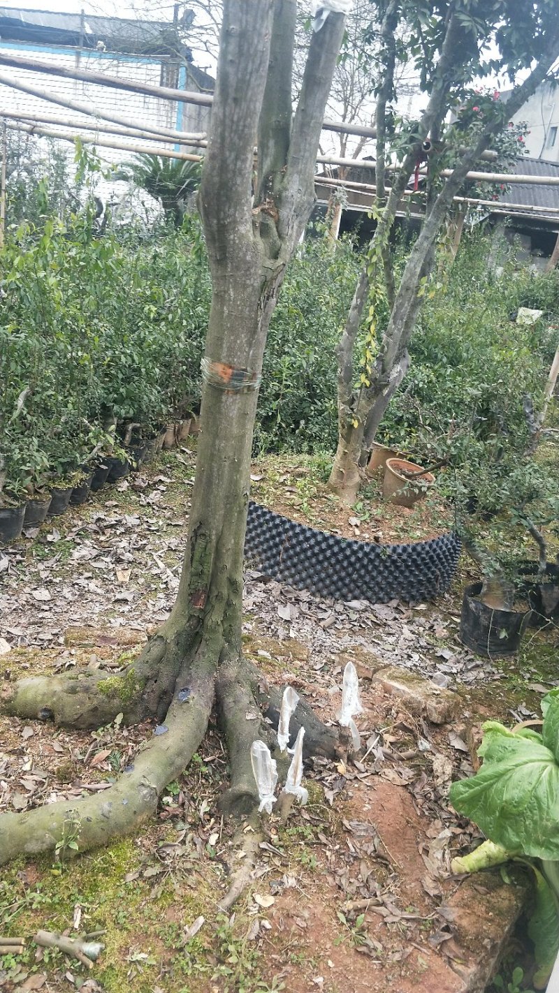 各种大小桩都有价格便宜处理，价钱相当美丽哦！量大从优