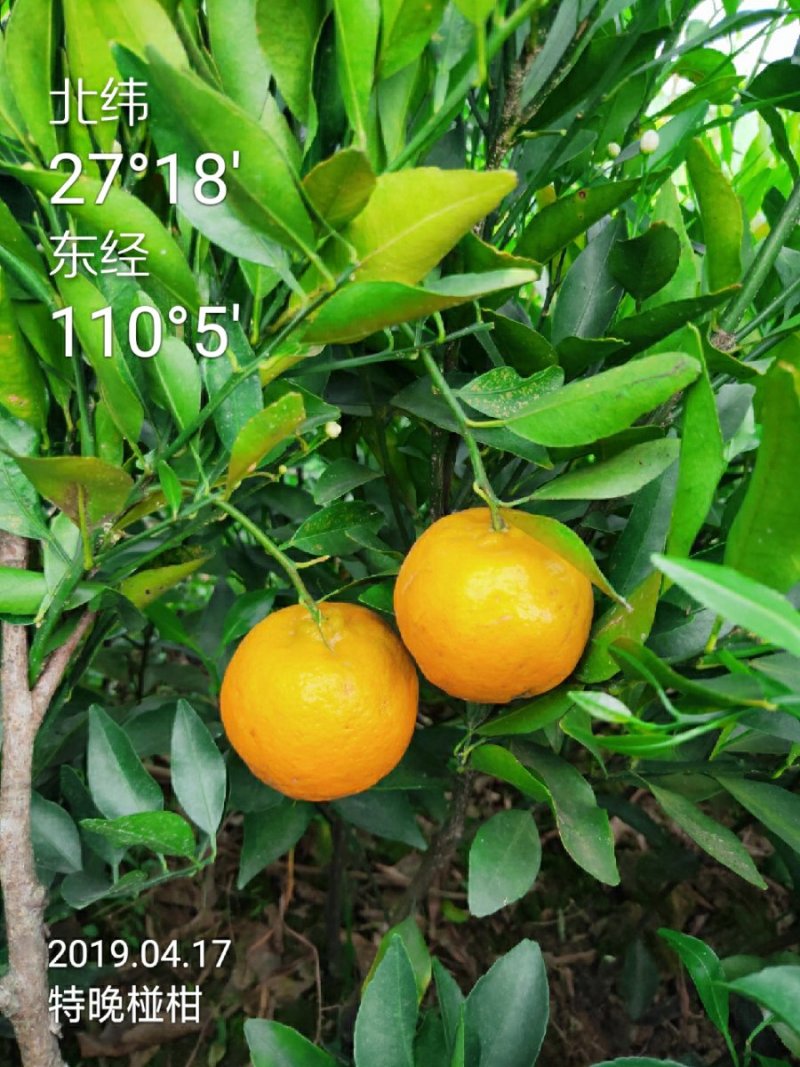 柑桔苗洪江特晚熟椪柑苗花果同树错开大众柑桔销售高峰