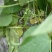 紫花架油豆