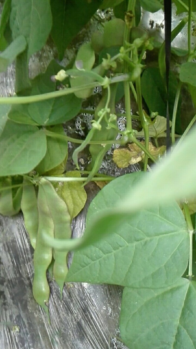 紫花架油豆