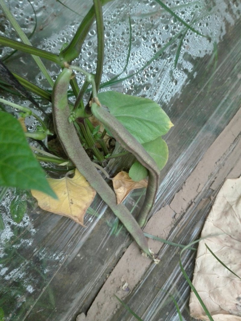紫花架油豆