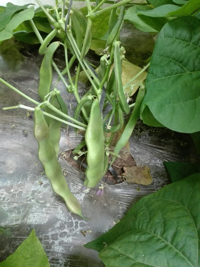 紫花架油豆