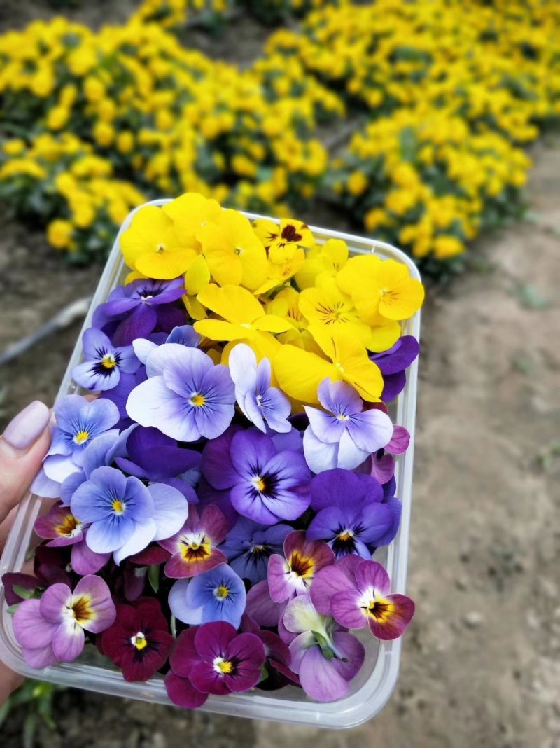 角堇花，三色堇，产地直销，