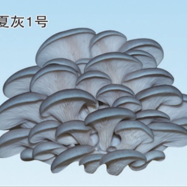 平菇菌种，夏灰一号