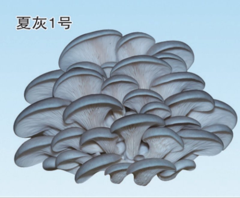 平菇菌种，夏灰一号