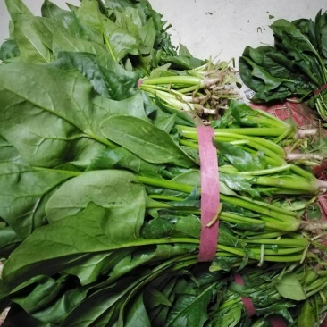 大叶菠菜