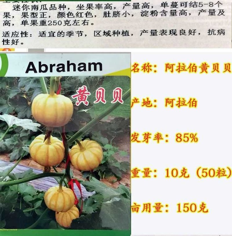 进口迷你贝贝南瓜种子