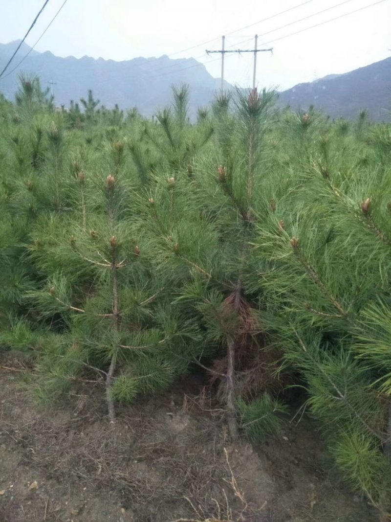 大量出售各种油松，各种杨树柳树