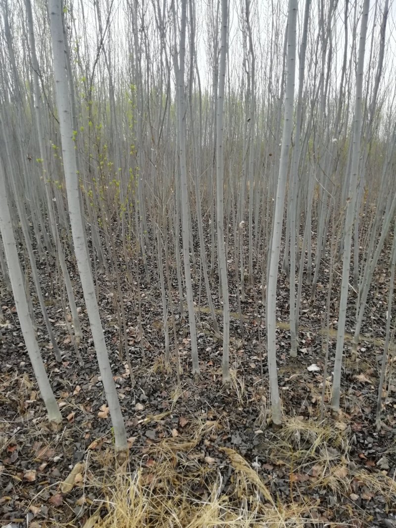 大量出售各种油松，各种杨树柳树